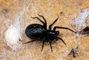 Amaurobius: Cribellate Spider / Black Lace-weaver - Female