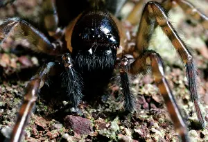 Amaurobius: Cribellate Spider - close up of face