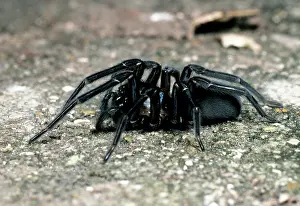 Amaurobius: Cribellate Spider - female