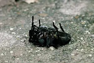 Amaurobius: Cribellate Spider - female - playing dead