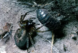 Amaurobius: Cribellate Spider - female with prey
