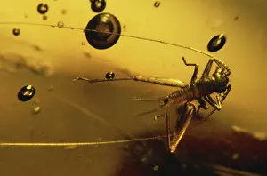 Orthopteran: Cricket in Amber