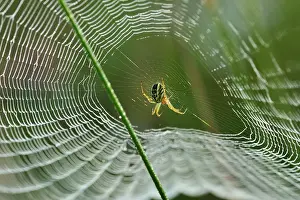 Webs: Cricket Bat Orb Weaver spiderweb dew