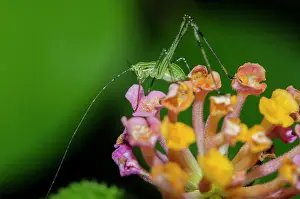 Menjangan: Cricket on flower - West Bali National Park, near Menjangan