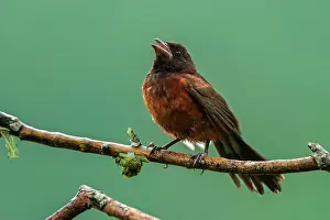 Crimson: Crimson-backed Tanager, female, Cueva de los Guacharos