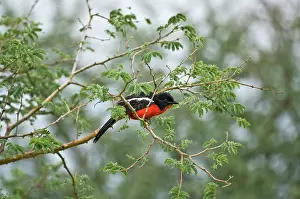 Thorny: Crimson Boubou / Crimson Breasted Shrike - On branch