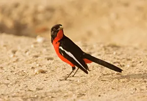 Shrikes: Crimson-breasted Boubou / Shrike. feeding on
