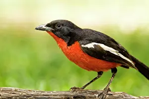 Shrikes: Crimson Breasted Shrike
