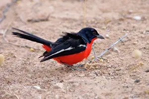 Shrikes: Crimson-breasted Shrike - Adult foraging on ground