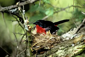Shrikes: Crimson-breasted Shrike - male