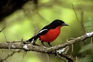 Laniarius: Crimson Breasted Shrike - male