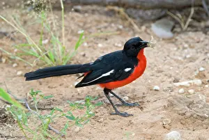 Shrikes: Crimson-breasted Shrike at Mata Mata, eating moth