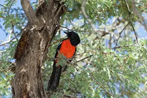 Shrikes: Crimson-breasted Shrike - Perched on branch - Mata Mata