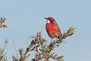 Epthianura: Crimson Chat