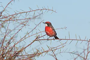 Epthianura: Crimson Chat