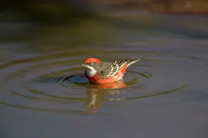 Epthianura: Crimson Chat - bathing in pool