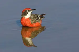 Epthianura: Crimson Chat - bathing in pool