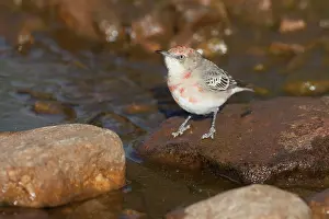 Epthianura: Crimson Chat - by drinking pool in Donkey Creek