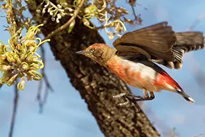 Epthianura: Crimson Chat - Hovering in front of a flower - Male