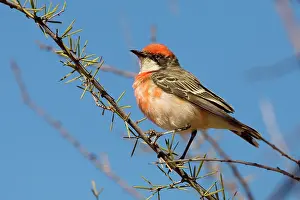 Epthianura: Crimson Chat - Male