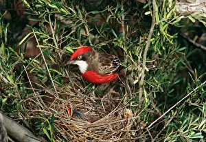 Graeme Chapman: Crimson Chat - At nest with young