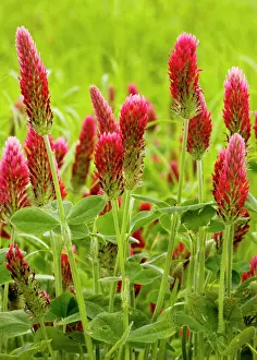Incarnatum: Crimson Clover - planted as a fodder crop