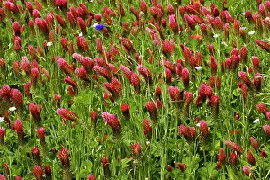 Incarnatum: Crimson Clover - planted as a fodder crop