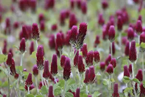 Clover: Crimson Clover (Trifolium incarnatum) flowers, France