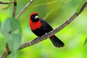 Cloud Forest: Crimson-collared Tanager Ramphocelus sanguinolentus. tanager