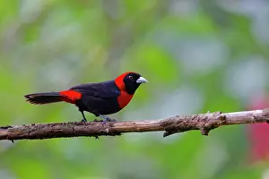 Crimson: Crimson Collared Tanager Ramphocelus sanguinolentus Sarapiqu