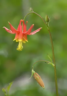 Formosa: Crimson columbine - in flower