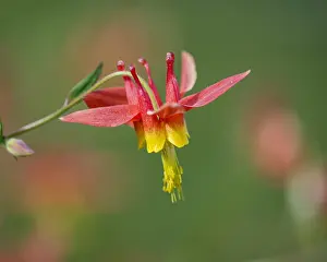 Formosa: Crimson Columbine or Western Red Columbine (Aquilegia