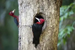 Crimson: Crimson-Crested Woodpecker