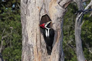 Crimson: Crimson-Crested Woodpecker