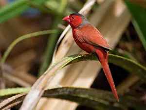 Neochmia: Crimson Finch