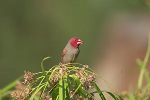 Neochmia: Crimson Finch - Female