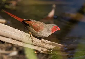 Pandanus: Crimson Finch - female in pandanus