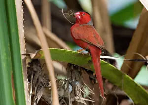 Neochmia: Crimson Finch - gathering grass for a nest