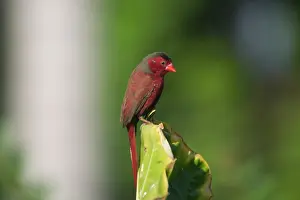 Neochmia: Crimson Finch - Male
