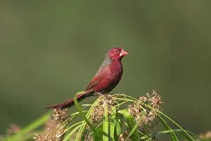 Neochmia: Crimson Finch - Male