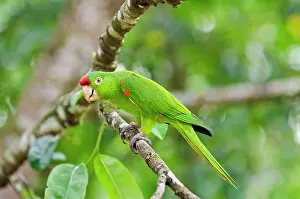 Aratinga: Crimson-fronted Parakeet