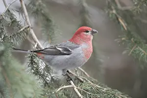 Finch: Crimson head and breast... Hooked Finch (Pinicola enucleator)