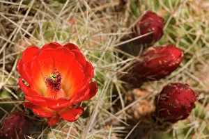Claret: Crimson Hedgehog / Claret Cup / Hedgehog / Mound