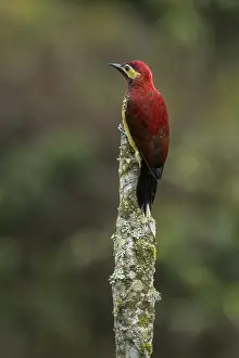 Colaptes: Crimson-mantled Woodpecker (Colaptes rivolii) Putumayo