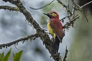 Colaptes: Crimson-mantled Woodpecker (Colaptes rivolii) Putumayo