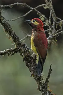 Colaptes: Crimson-mantled Woodpecker (Colaptes rivolii) Putumayo