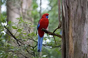 Platycercus: Crimson Rosella