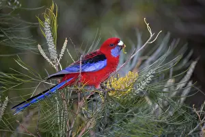 Platycercus: Crimson Rosella