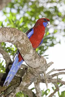 Crimson: Crimson rosella