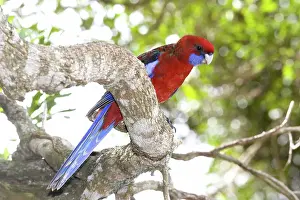 Crimson: Crimson rosella